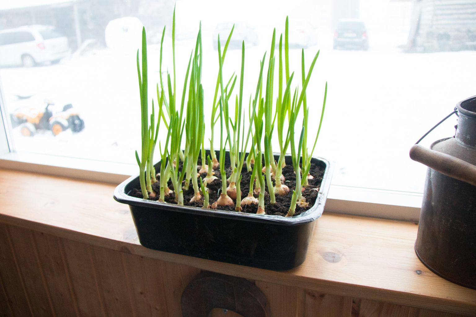 Rohelise sibula kasvatamiseks piisab väikesest karbist, mille põhjal pisut mulda või vett.
