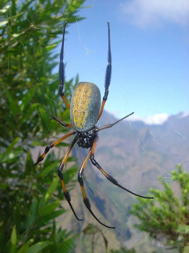 Nephila inaurata / wikipedia.org