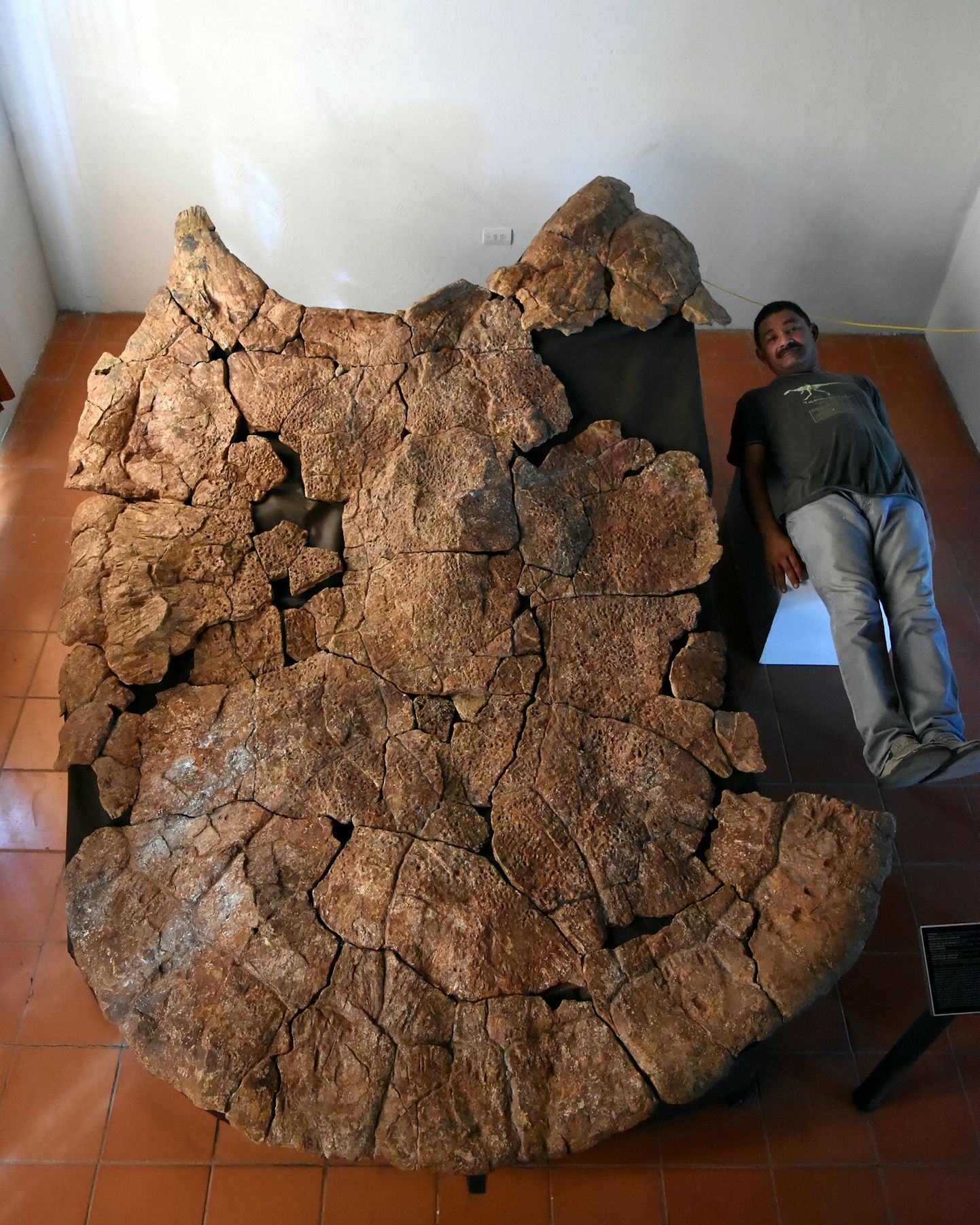 Venezuela paleontoloog Rodolfo Sánchez lamamas eelajaloolise hiigelkilpkonna Stupendemys geographicus'e kilbi juures. See kilp leiti Venezuelast Urumacost