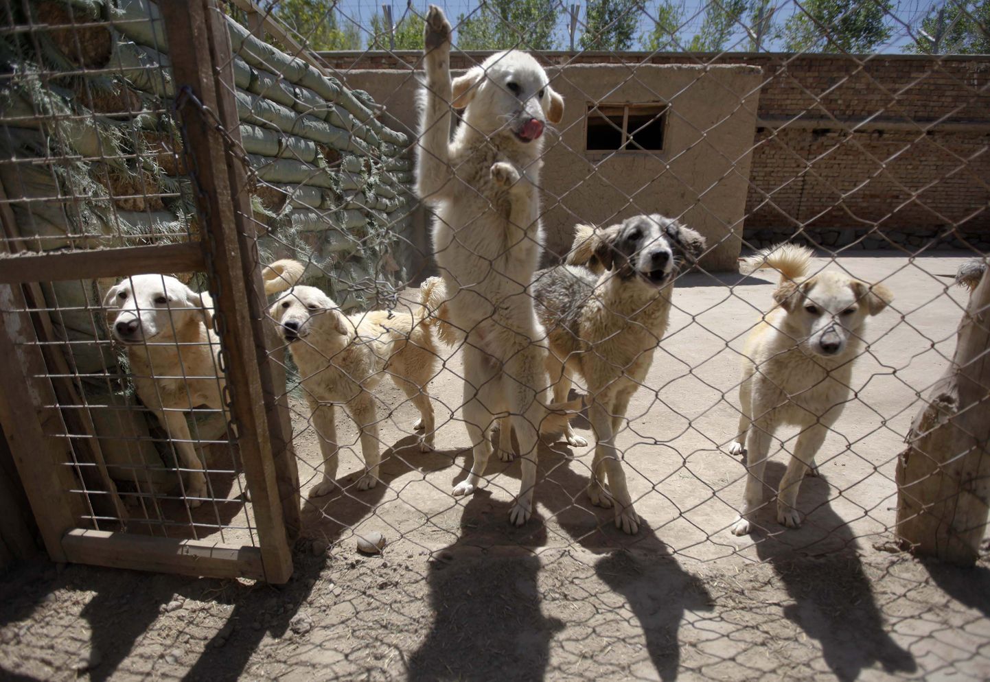 Koerad Nowzadi loomade varjupaigas.