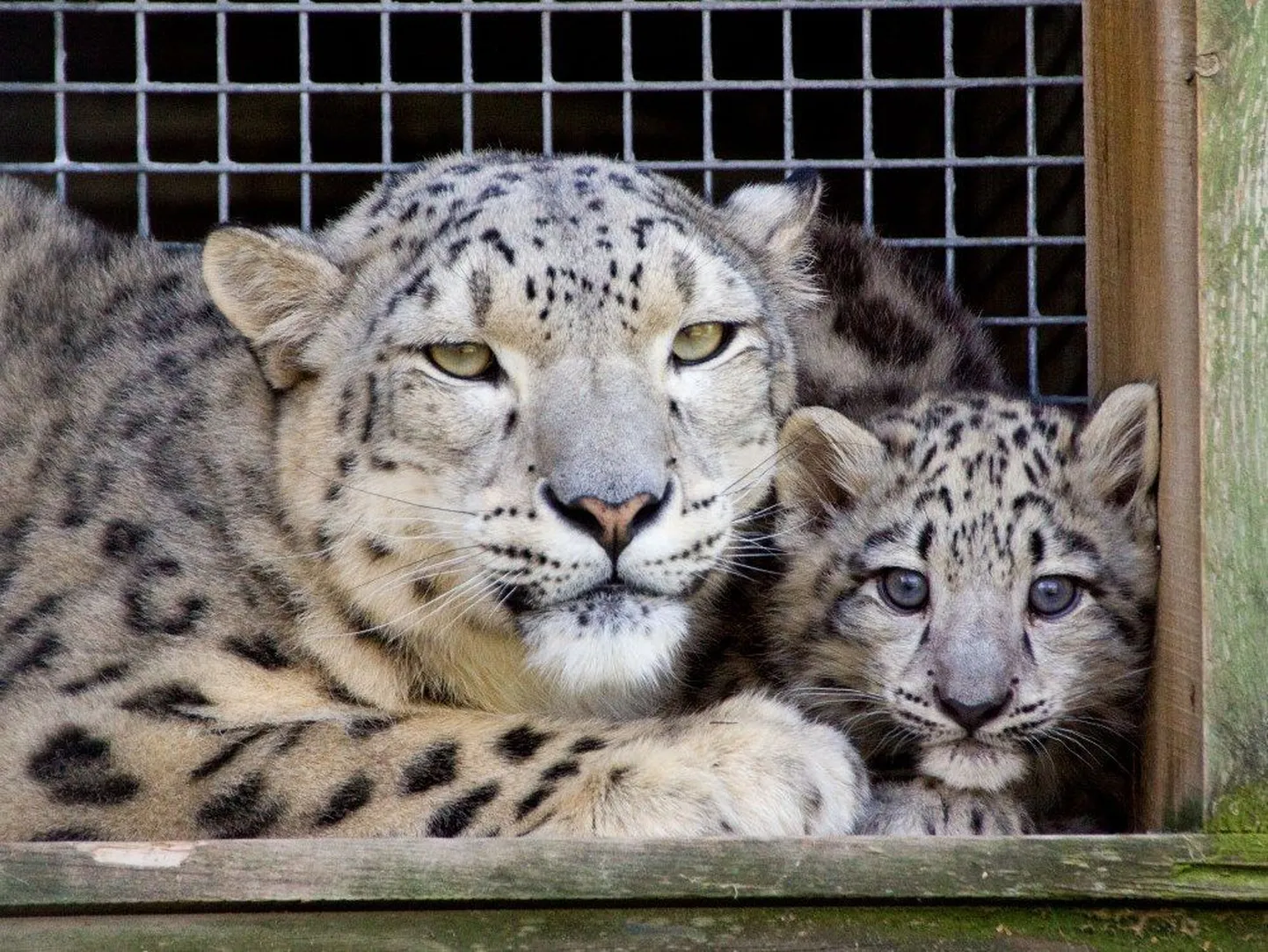 Lumeleopard Deli koos pojaga.