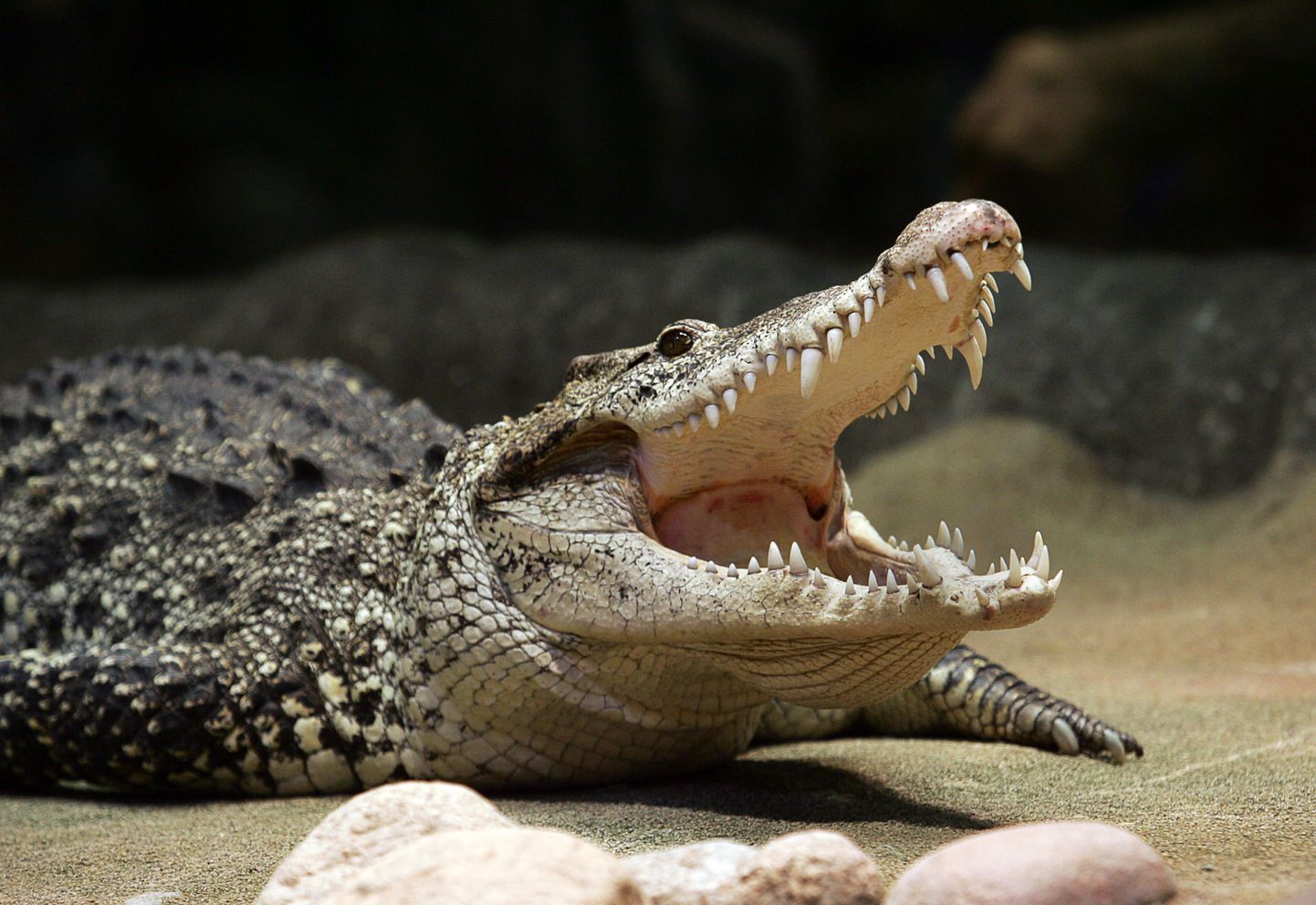 Kuuba krokodill Skanseni vabaõhumuuseumis.