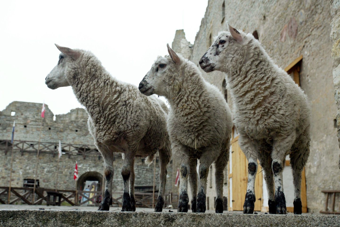 Lisaks etendusele saab jälgida kitsepere, lammaste, hanede ja kassi igapäeva askeldusi.