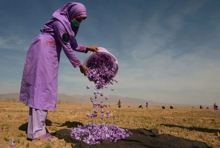 Афганская женщина собирает шафран