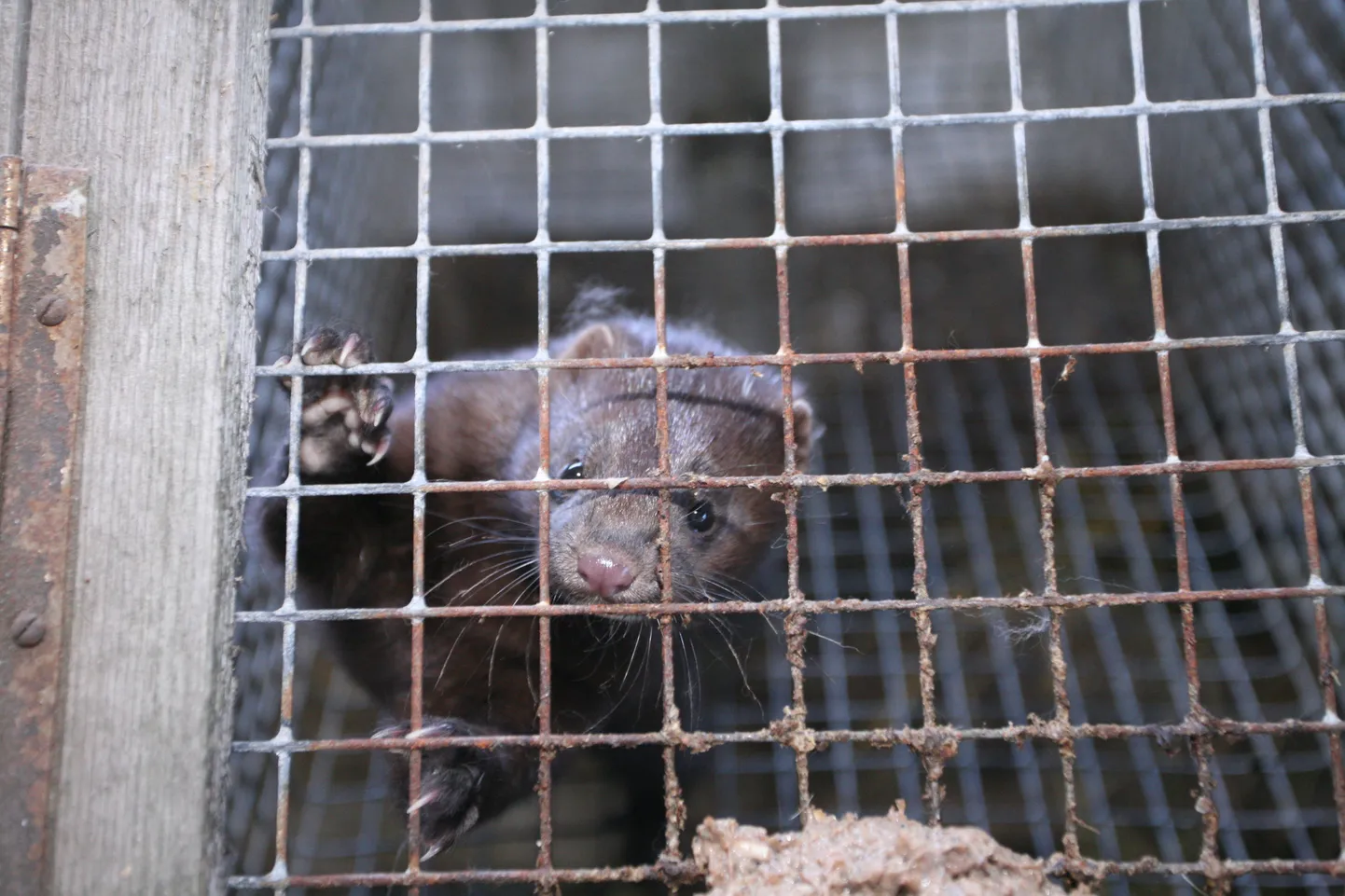 Mink