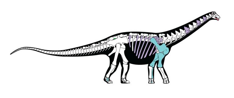 Mansourasaurus shahinae arvatav luustik. Koloreeritud luud on leitud fossiilide järgi joonistatud, valget värvi luud on teadlaste oletused