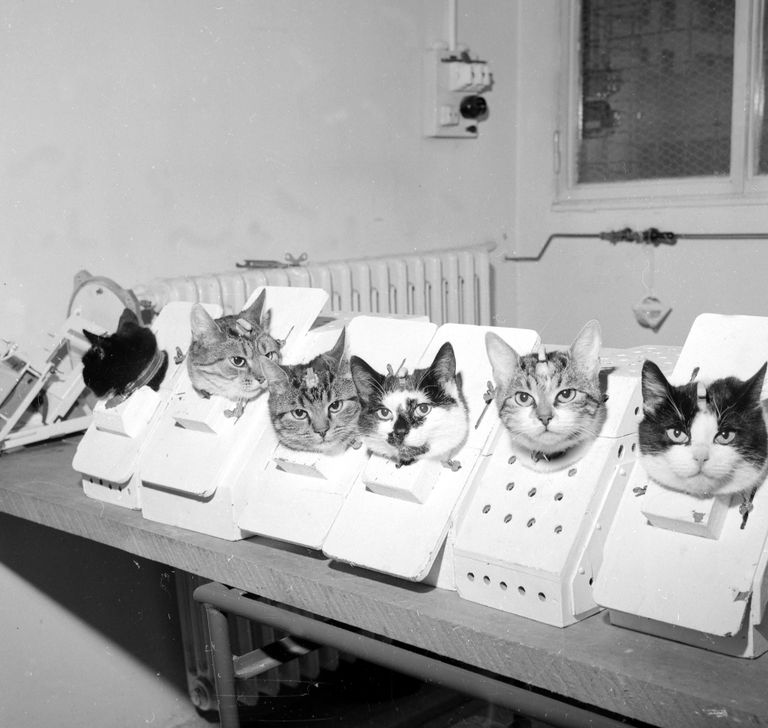 Prantsuse kosmosekasside programmis olnud kassid. Felicette paremalt esimene