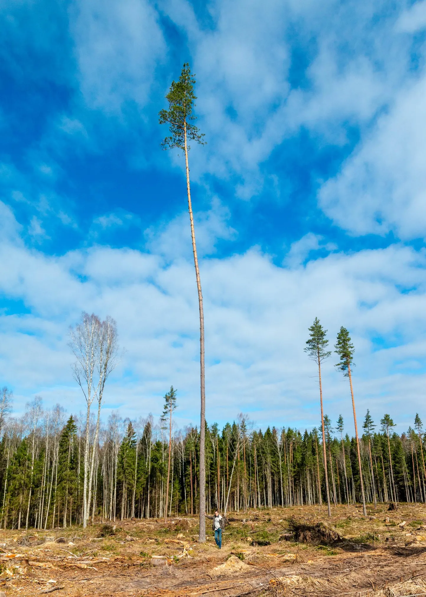 Erametsaliit on läbi aegade õigustanud suuri raiemahte ja vastandanud end looduskaitsjatele.