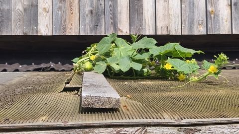 PÄEVAPILT ⟩ Kurk ei taha kasvuhoones istuda, talle meeldib katusel seigelda
