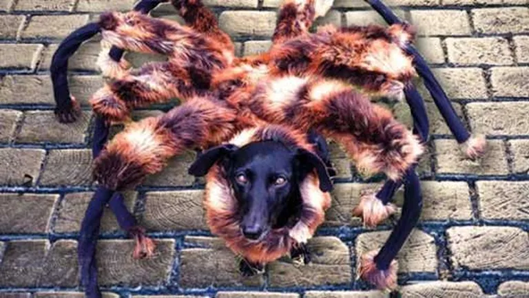 Suns tarantula kostīmā