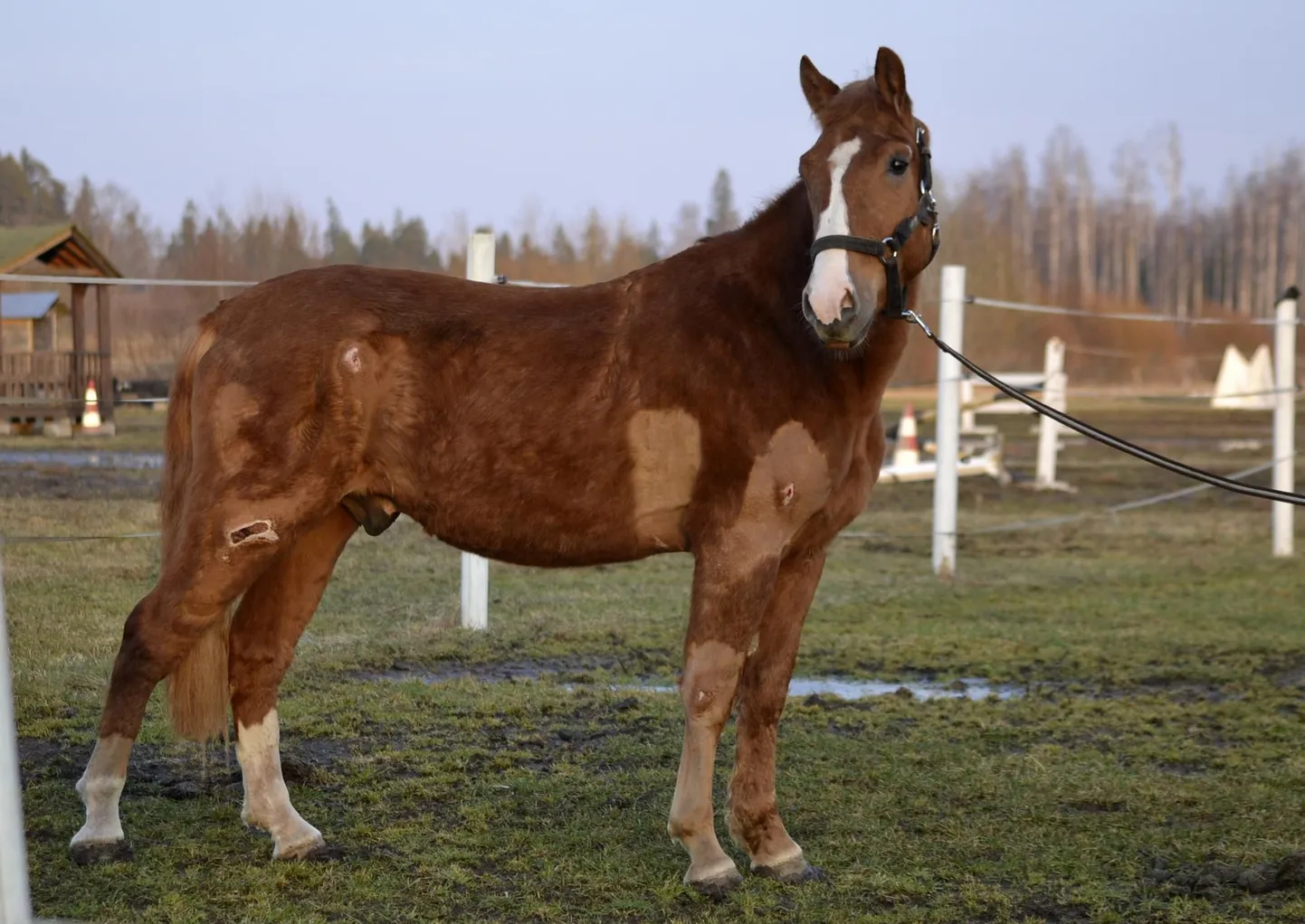 Лошадь, которую Элита Силлар признала здоровой.