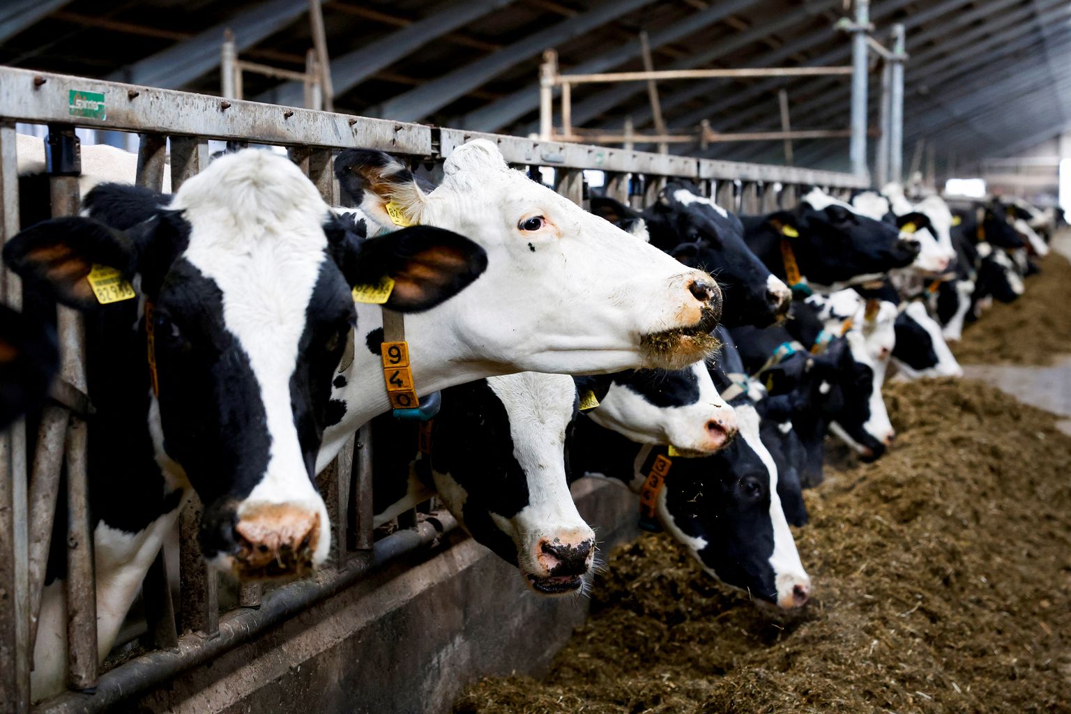 87 protsenti riigi ammoniaagi heitkogustest tuleb põllumajandusest, eelkõige loomakasvatusest.