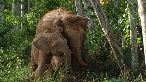 Palmiõlihullus ähvardab seda haruldast Borneo elevanti välja suretada
