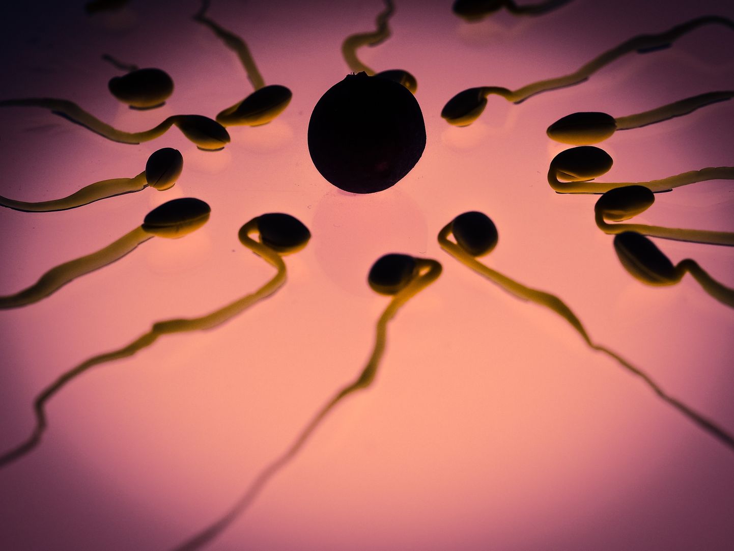 Spermatozoīdi un olšūna.