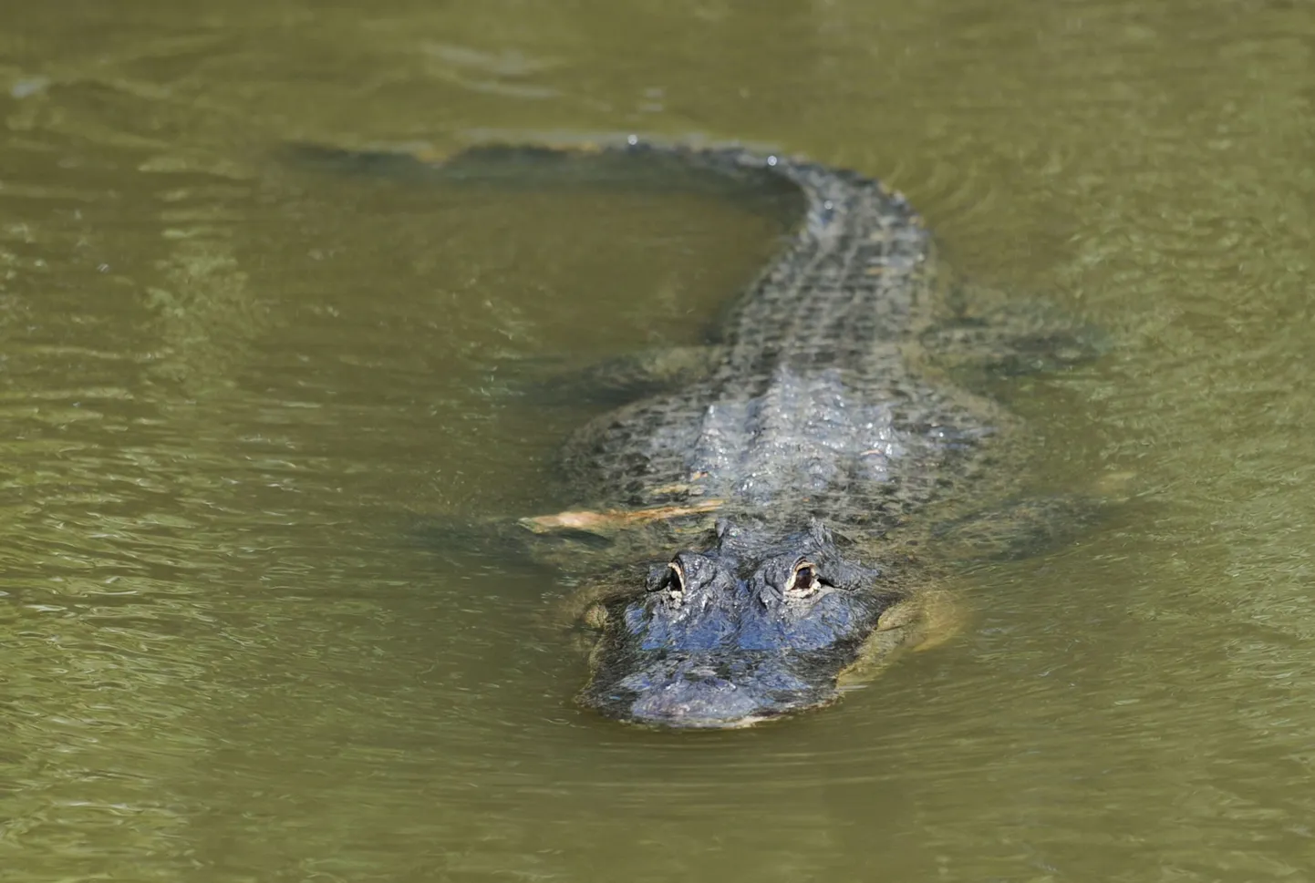 Floridas kuulutati koerasööjast alligaator tagaotsitavaks