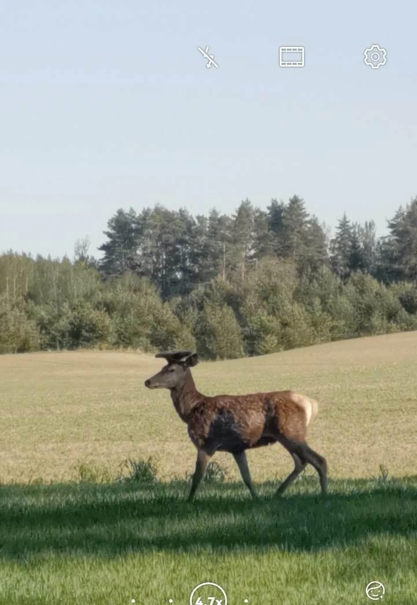 Punahirv Lääne-Virumaal Nurkse kandis. See loom pole Kunda "seltskonnast", kuid ilmselt kasvas ka tema inimeste hoole all, võimalik, et Porkuni lähistel farmis, sest inimesi ta eriti ei karda.