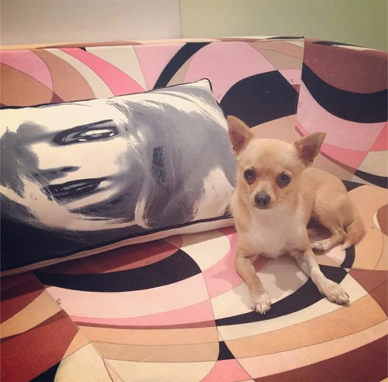 Пэрис Хилтон: "Отдыхаю дома на розовом диване #Pucci с моим Питером Пэном. #Malibu"