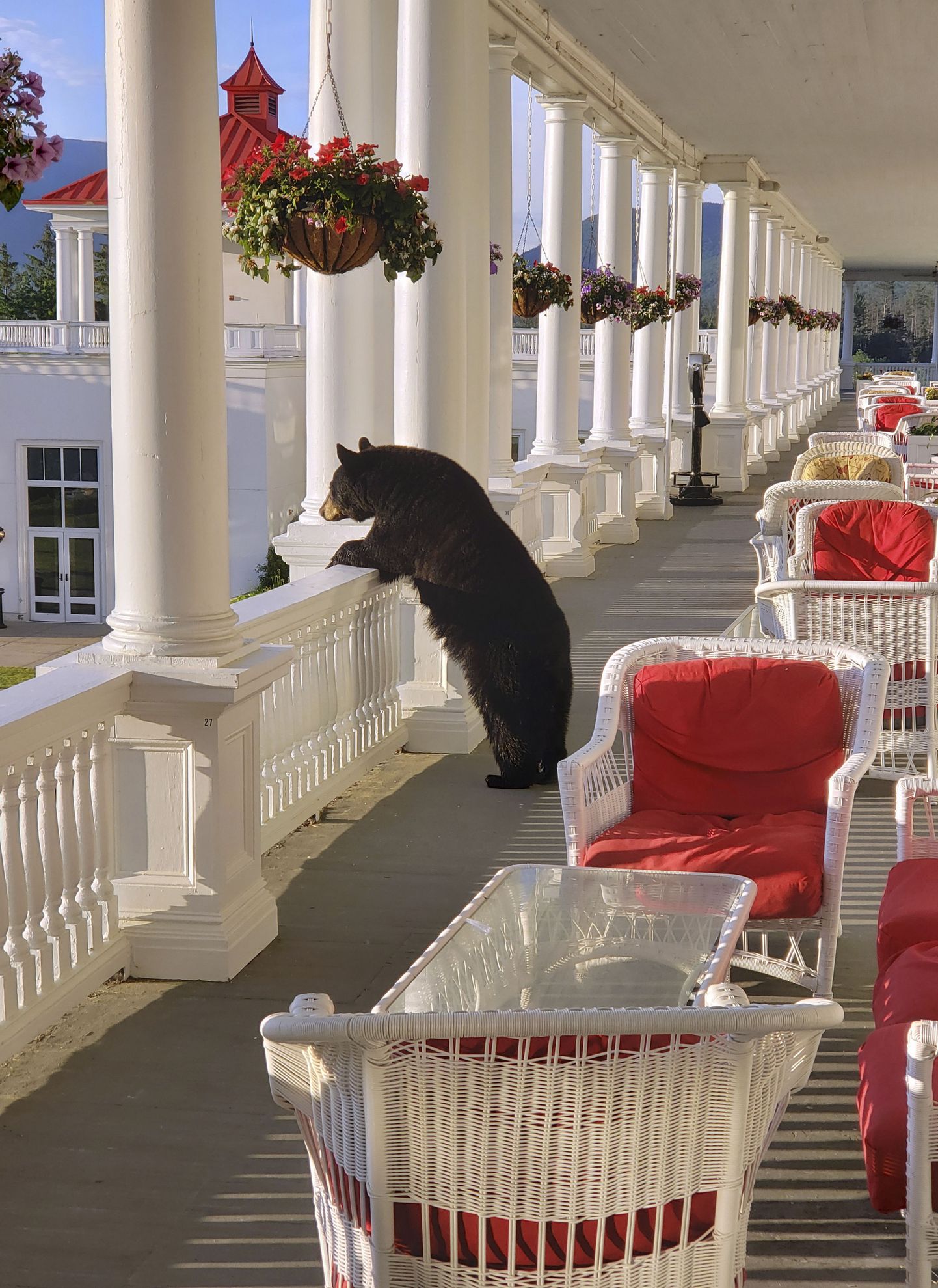 Melnais lācis bauda saullēktu Ņūhempšīras kūrorta verandā