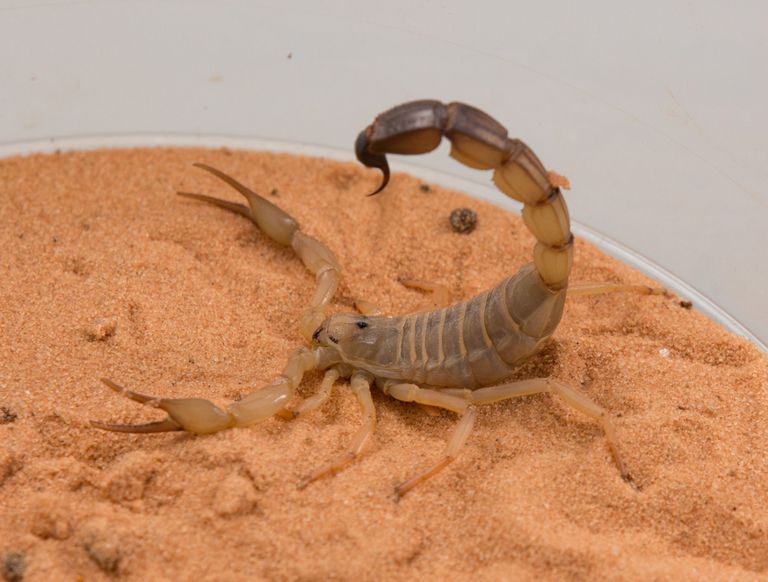 See skorpion elab Aafrikas ja kuna tal on väga palju mürki, hukkub selle liigi tõttu aastas sadu inimesi. Kasvab umbes 10-sentimeetriseks ja on skorpionide mürgiedetabelis neljandal kohal.