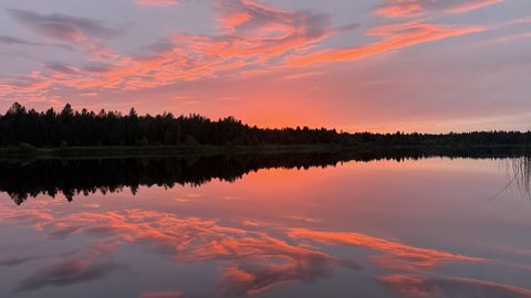 Nature Calendar: Estonia Enters the Darker, More Tropical Half of Summer