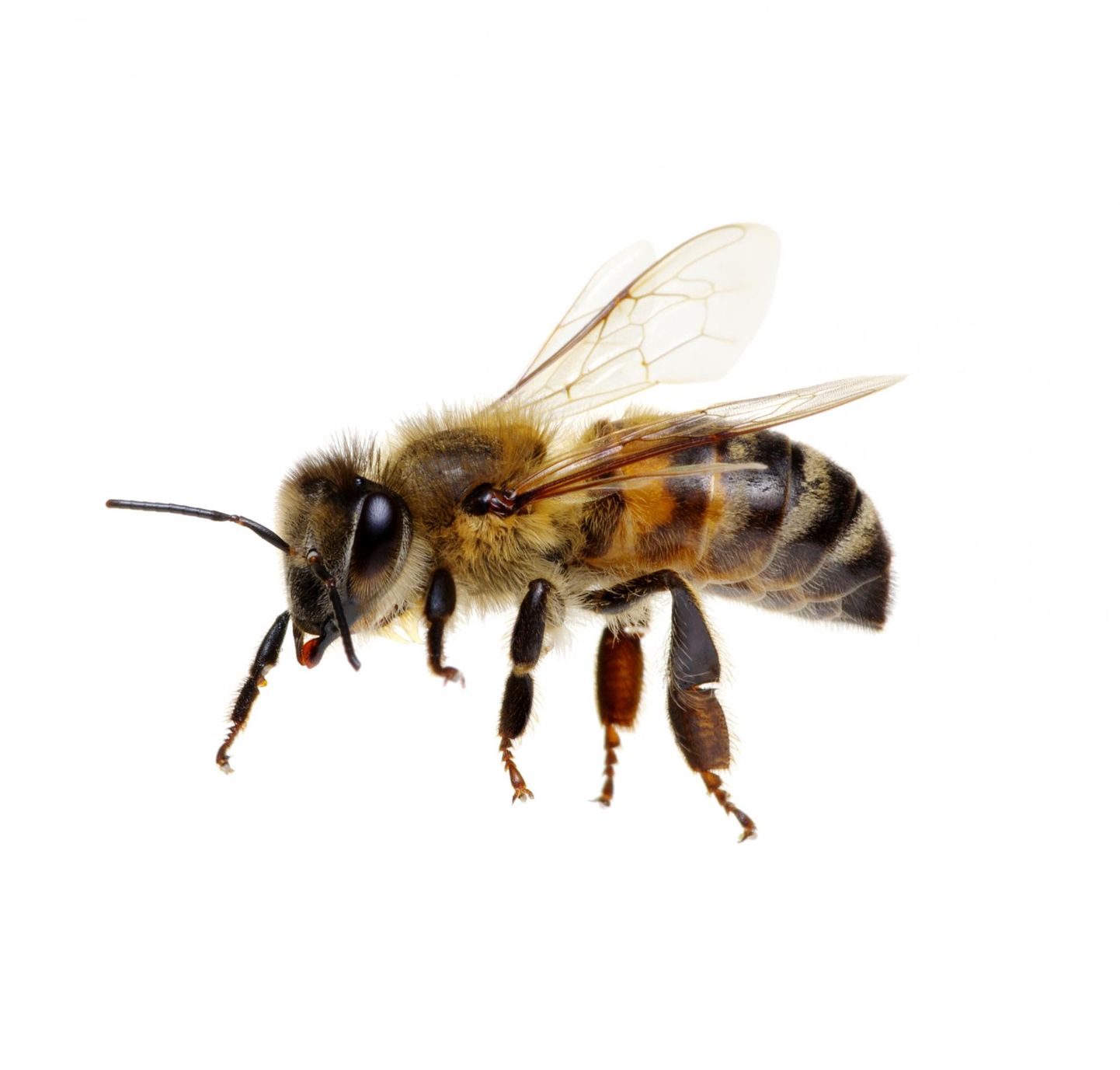 Mesilane. Pruunika karvase kehaga putukas. Toitub õietolmust ja nektarist. Nõelab, kui teda häirida.