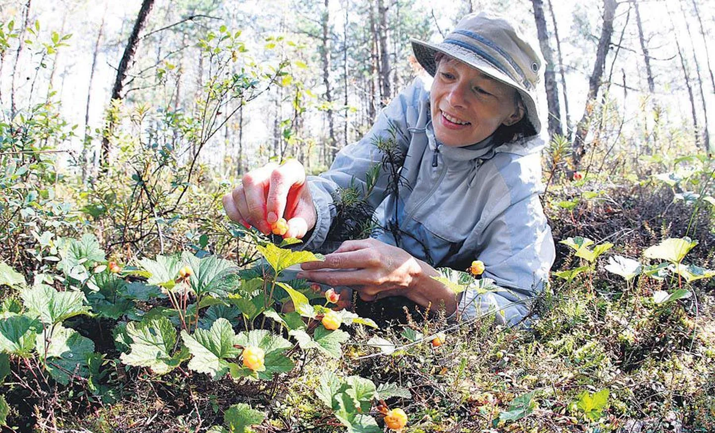 Parika rabas võib kohata ka vaatepilti, et küpsed murakad on hulgakesti koos, kuid enamasti on Anne Maala neid marju otsides pidanud maha kõndima pikki vahemaid.