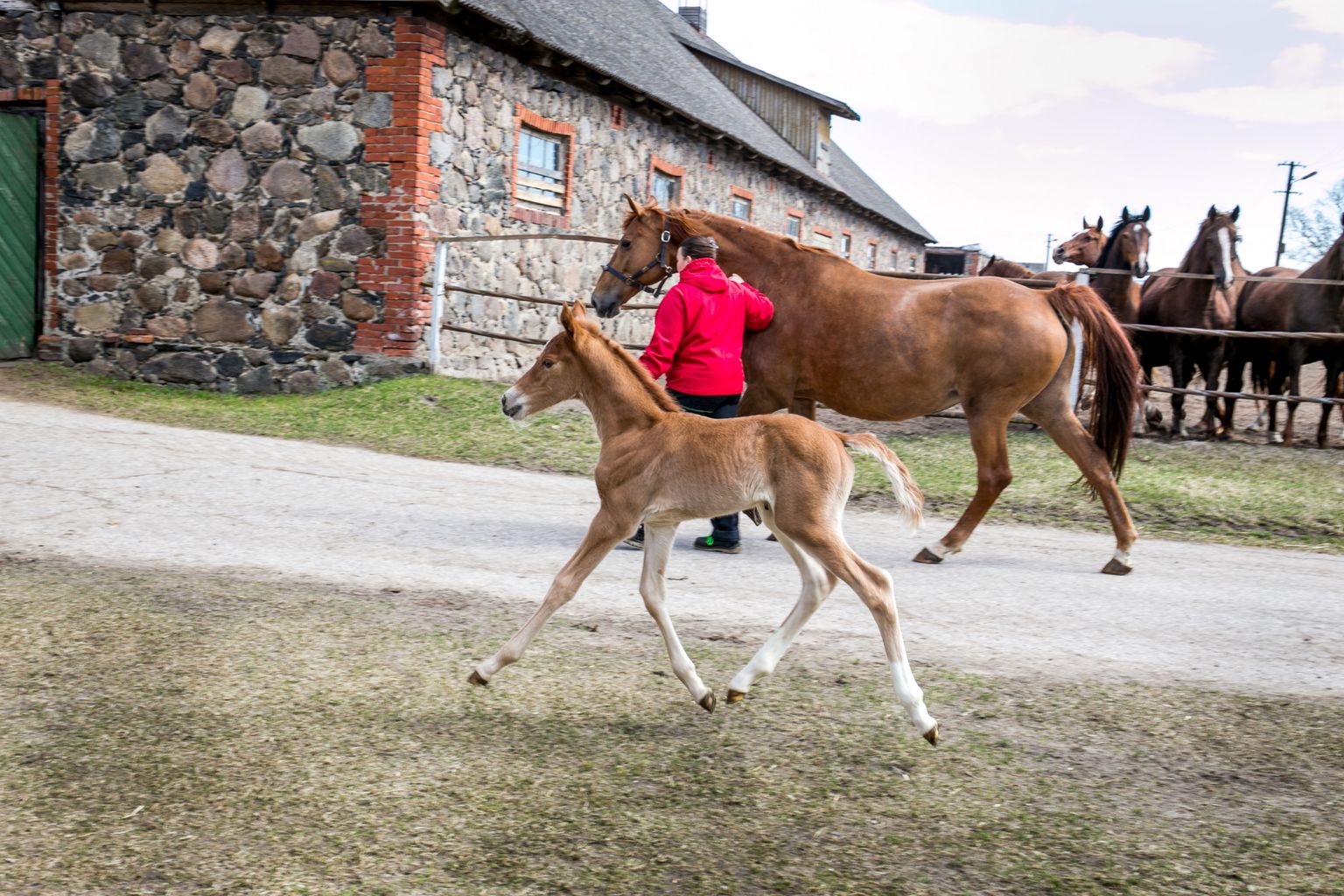 Tori hobusekasvanduse hobuhooldaja Tuuli Rätsep jalutab õues seitsme aasta järel ajaloolises kasvanduses jälle sündinud varssa ja tema ema, kelle esiklapse nimi on Aurelia.