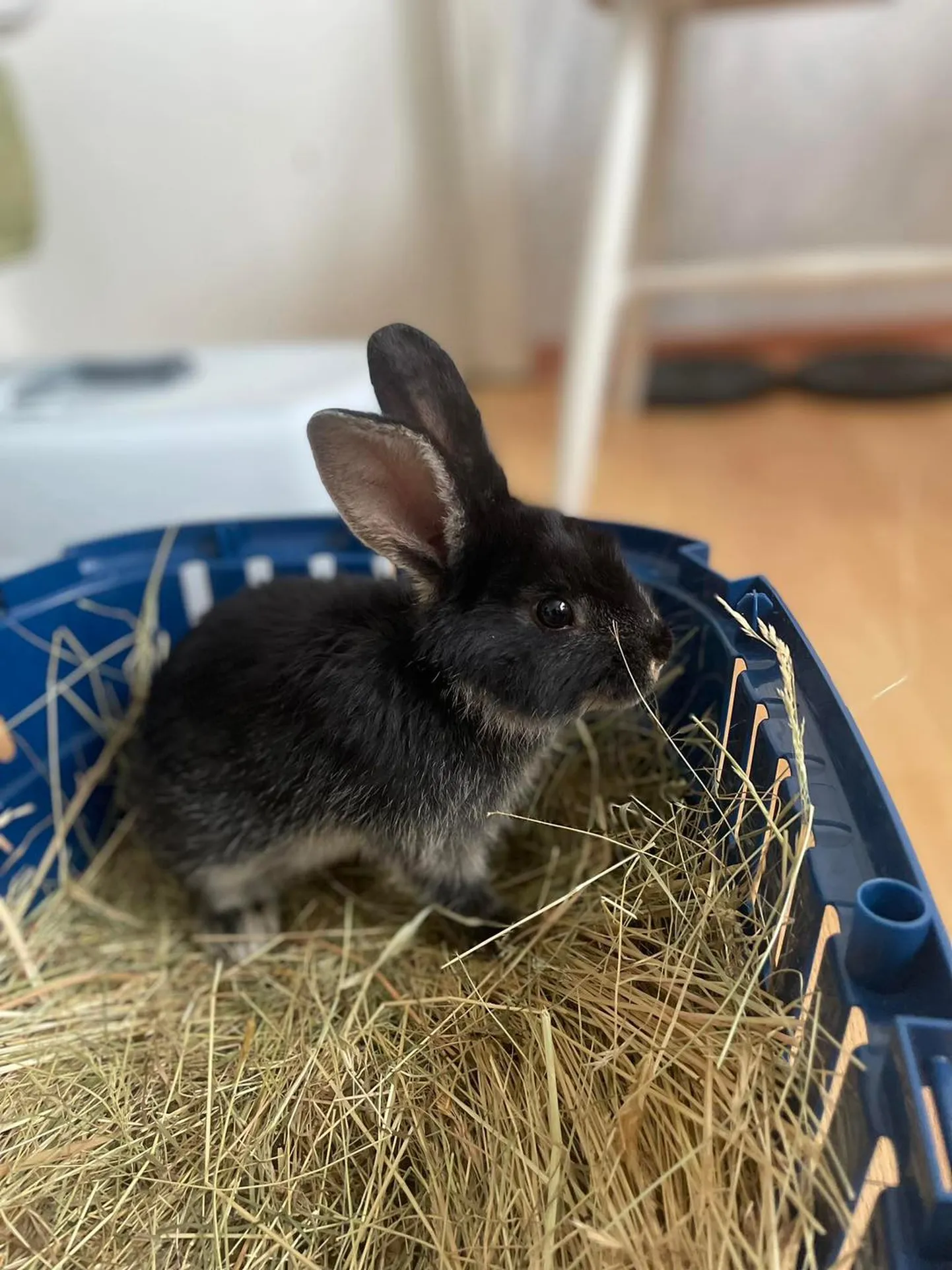 HÜLJATUD: Haigla juurest leitud küülikuke on juba leidnud endale hoiukodu.