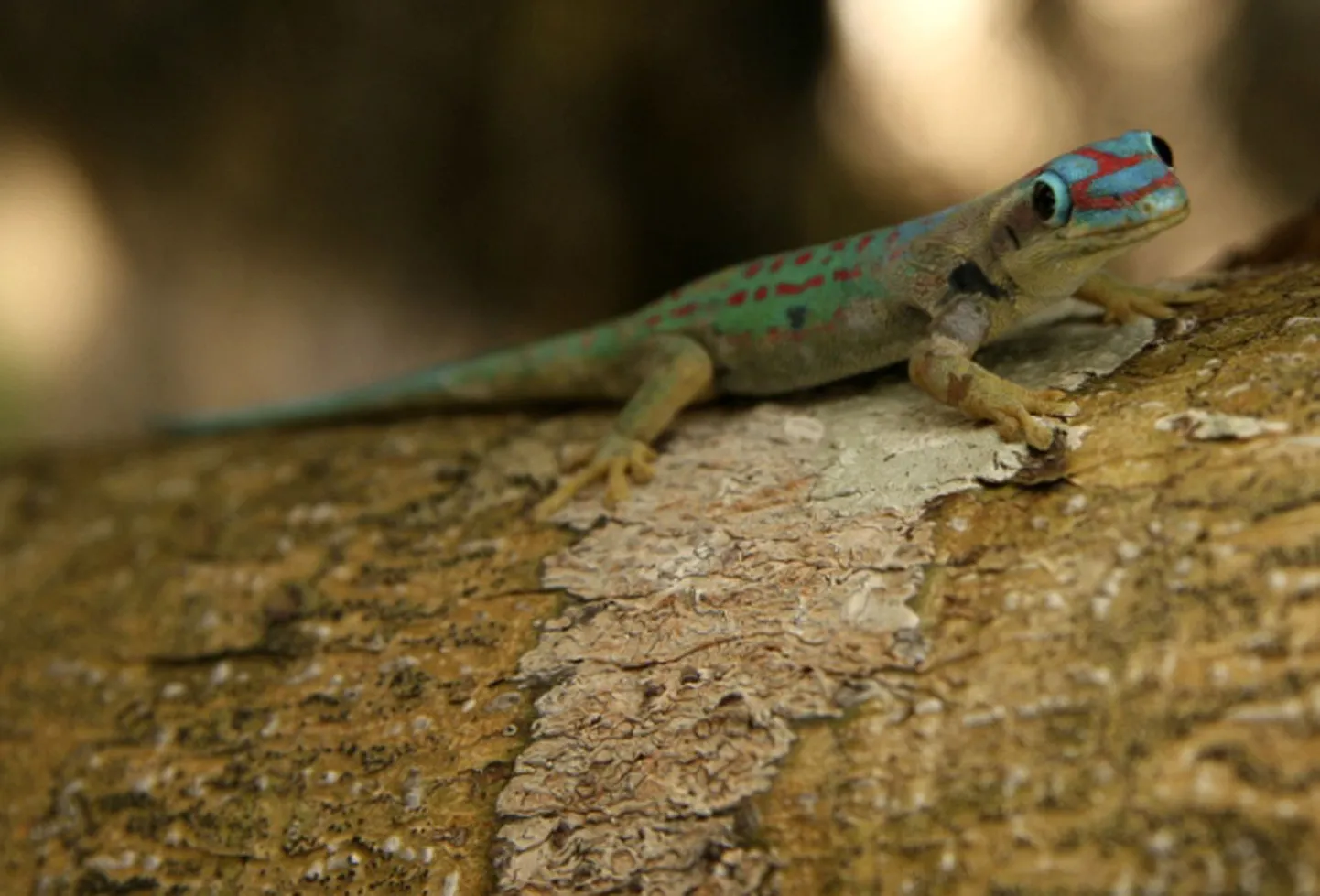 Geko
