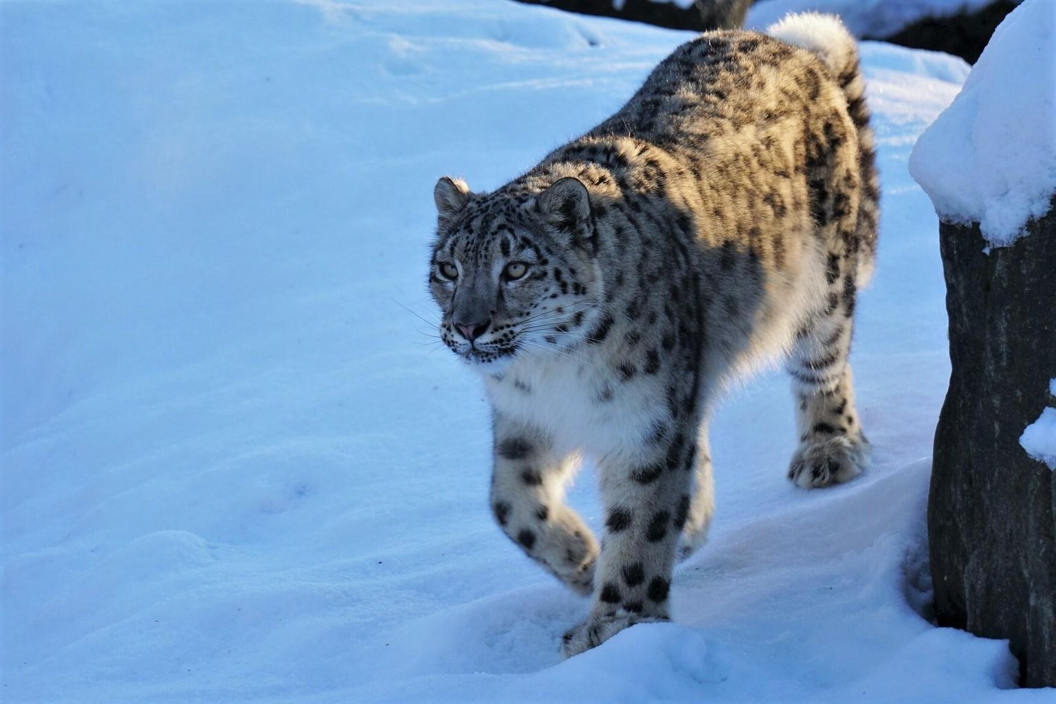 Lumeleopard Makalu rõõmuks saab ta kõndida lumel.