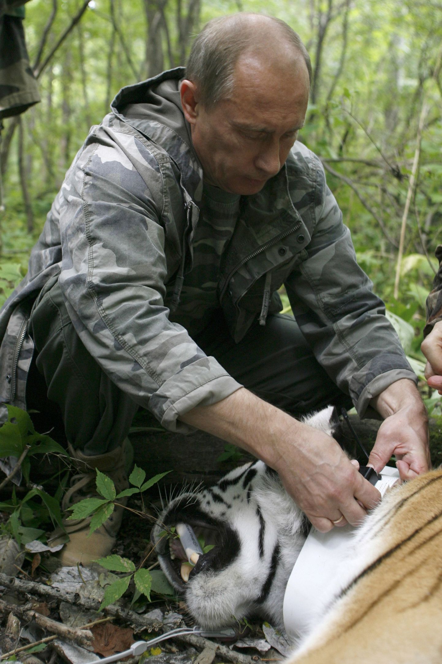 Vladimir Putin ja Amuuri tiiger Kusja