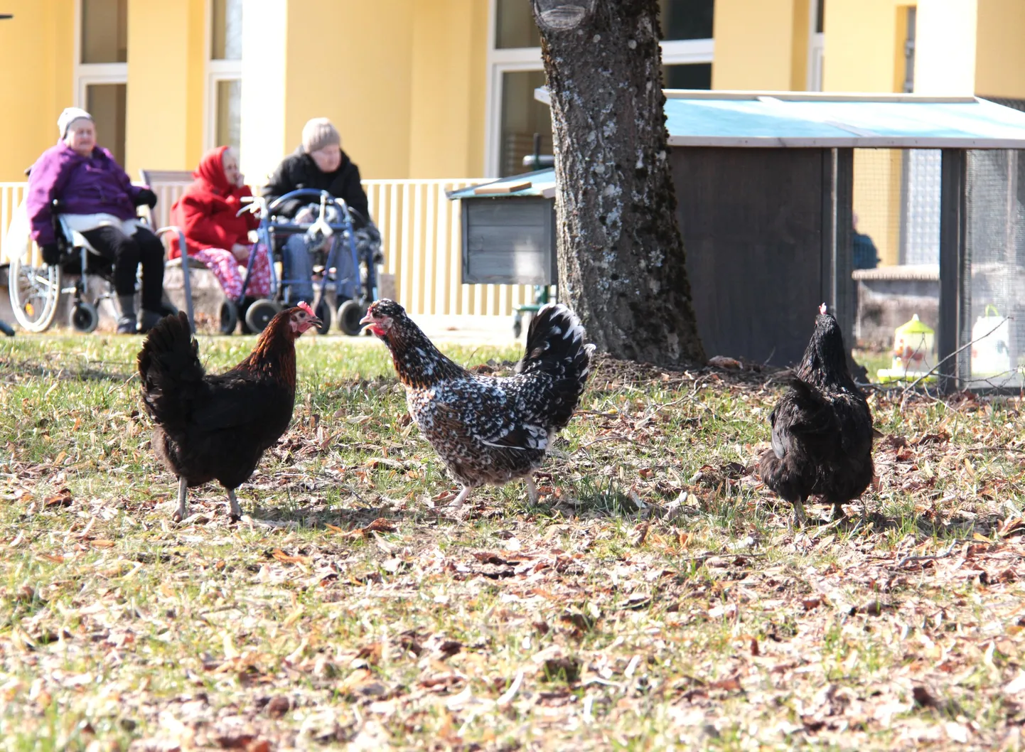Kanad rõõmustavad pansionaadi elanikke.