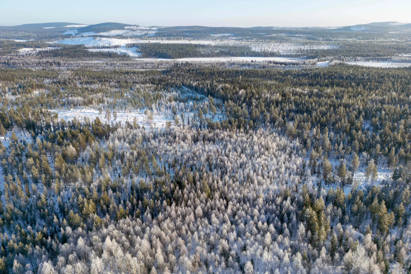 Metsatasandikud arktilise ringi kohal Kiruna lähedal Rootsis. WWF toob Rootsi ja Soome esile nende metsade ekspluateerimise ja metsaraie eest.