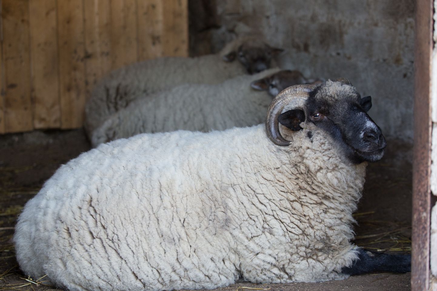 В Пяйтеском парке животных привольно разгуливавших овец и коз теперь запирают на ночь в помещении.