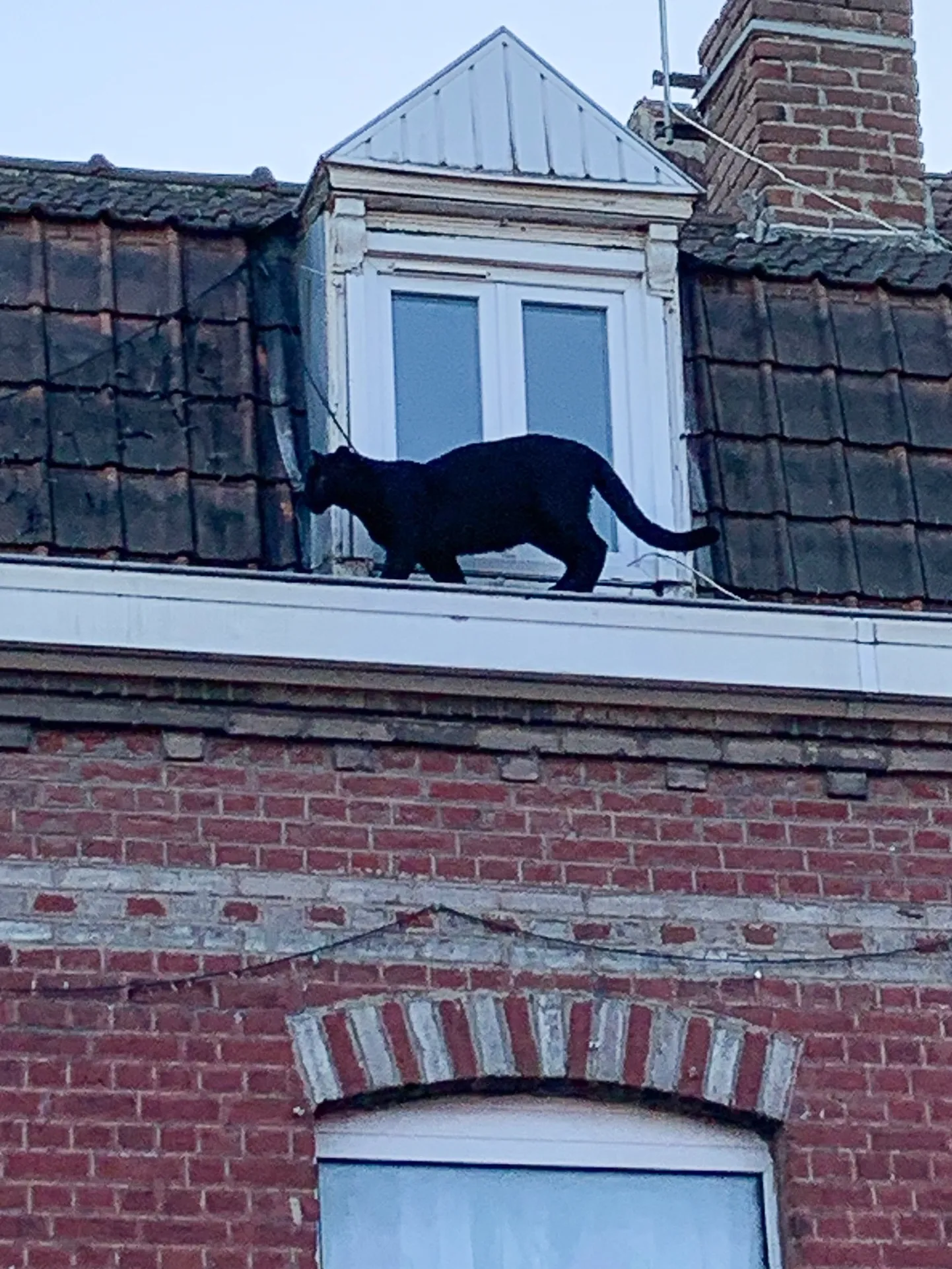 Panter katusel ilma uudistamas.