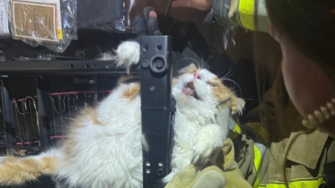 Glābēji ASV atbrīvo krēslā iesprūdušu kaķi, kas atteicās doties pie veterinārārsta