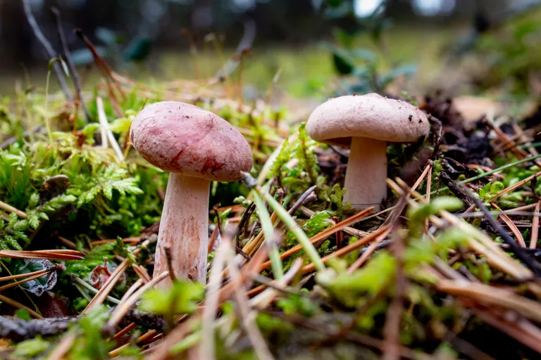 Seened Eesti metsas.