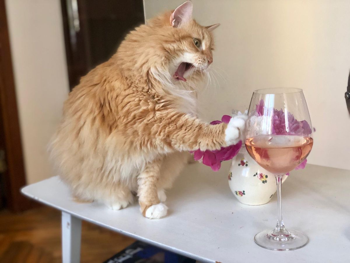 Pilt Postimees Lemmiku fotokonkurssilt «Lemmik sööb». Tark kass Jossu annab häälekalt märku, et vein pole teps mitte üks joogiks kõlbav kraam! Kuid ettevaatust - vahel on toidud, mis inimesele vägagi tervislikud, lemmikule sootuks mürgised!