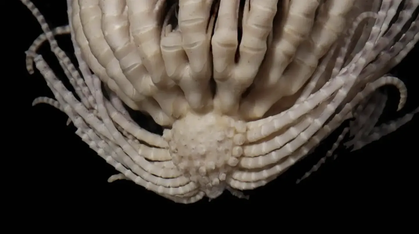 Promachocrinus fragarius
