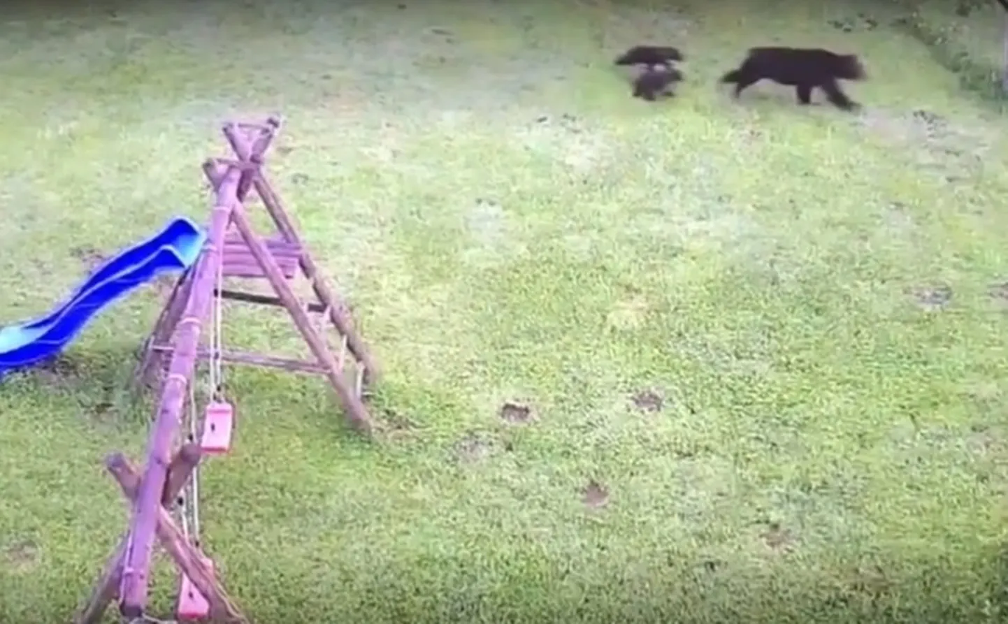 Скриншот видео.