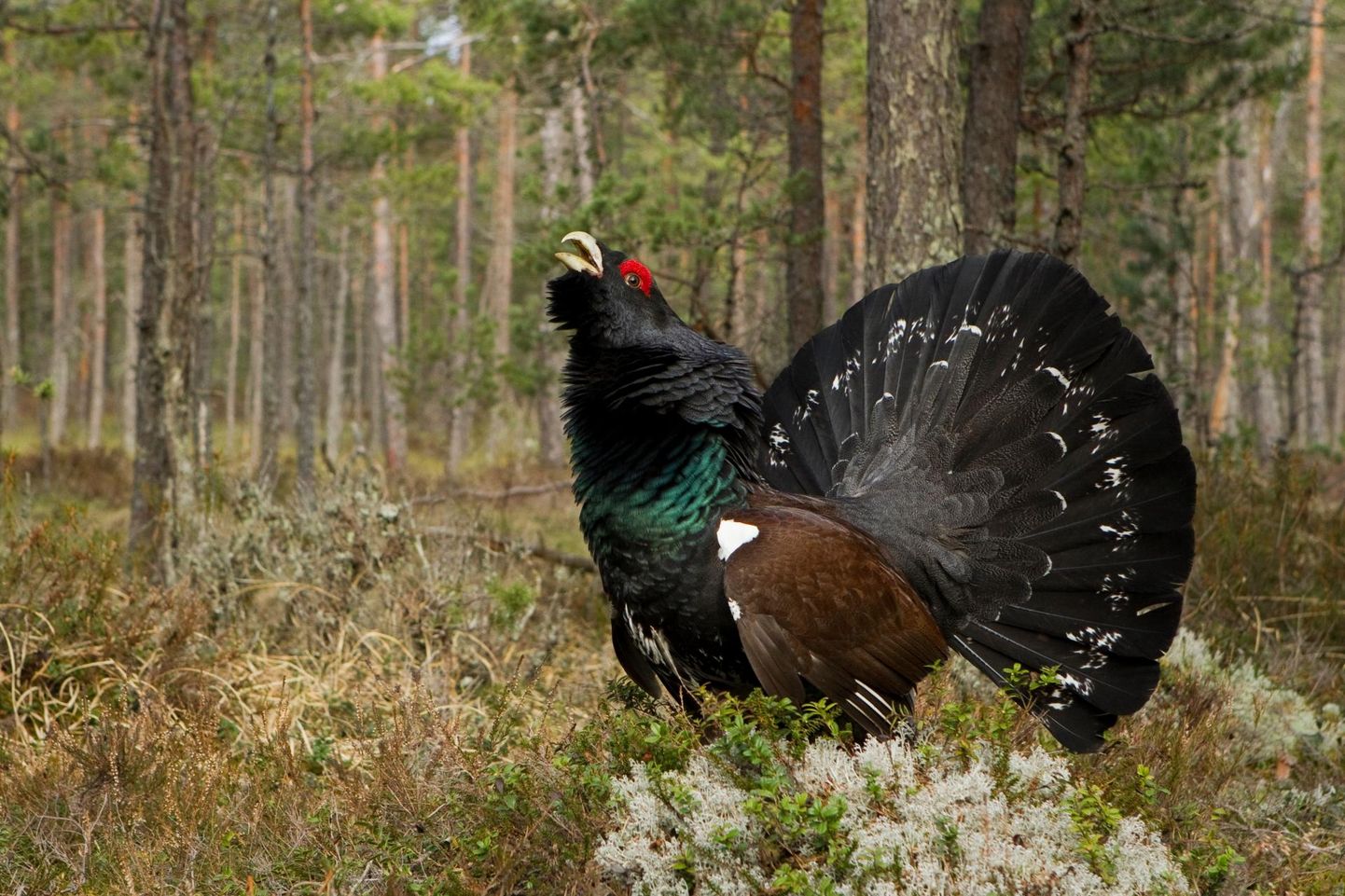 Metsis on Mandri-Eesti looduslikult säilinud metsaalade väiksearvuline pesitseja, kelle arvukuseks hindab portaal Linnuvaatleja siin 1100–1200 paari.