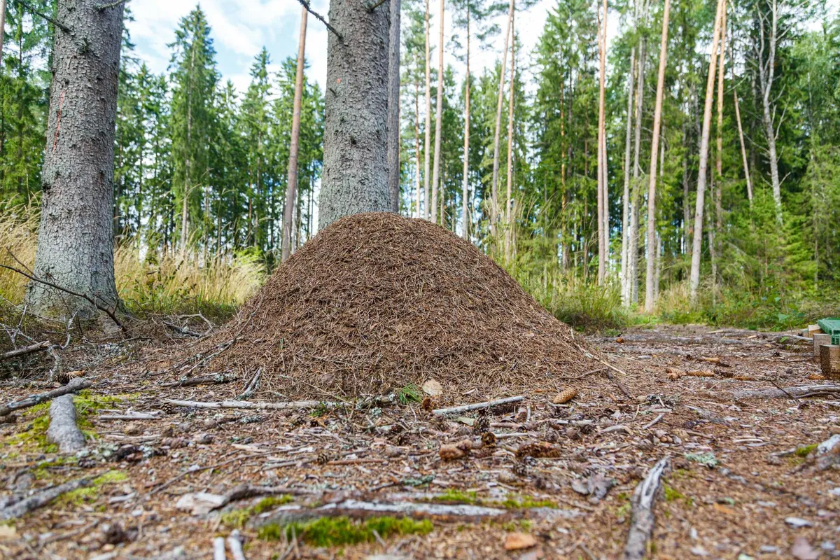 Kiidjärve kuklaste õpperajast Põlvamaal on raiete tõttu endine vaid murdosa.