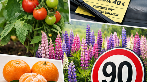 TOP20 ⟩ Pisaratega lõppenud mandariinitonnid, parkimiskellaga saadud trahv ja ohtlikult ilusad lupiinid