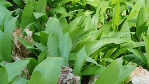 Karulauk on kevade esimene roheline toit