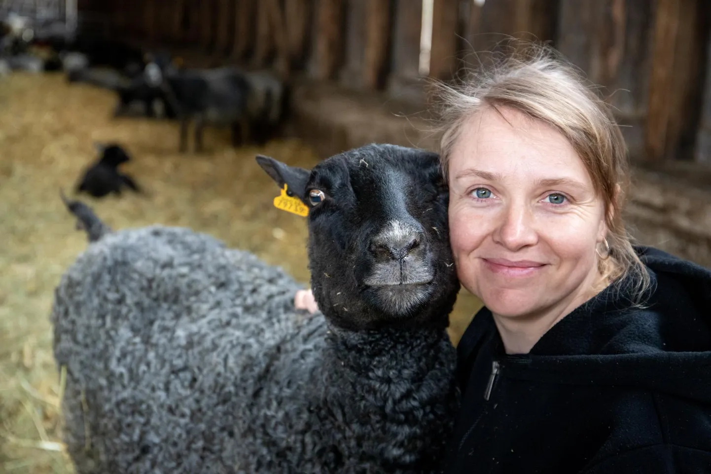 Mirjam Pikkmets peab Aaduni talus ligemale 150 Gotlandi tõugu lammast.