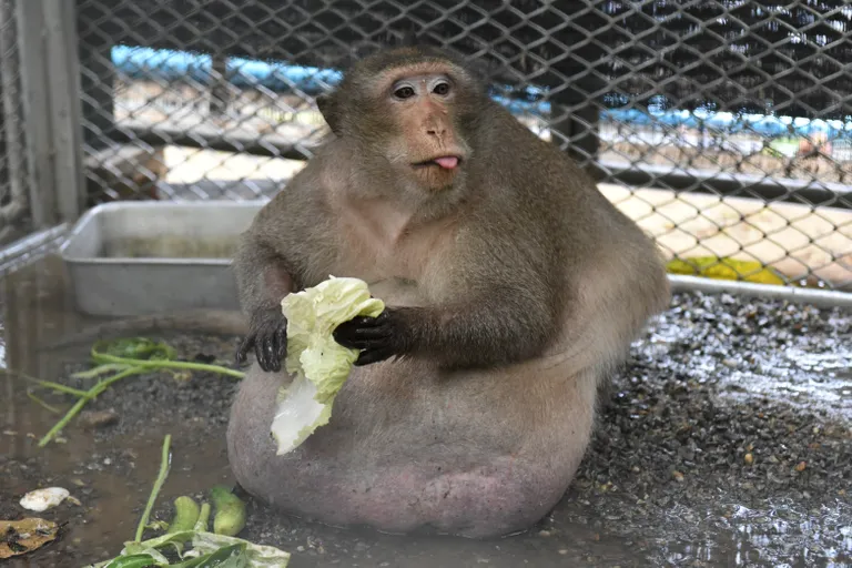 Самая толстая в мире обезьяна.