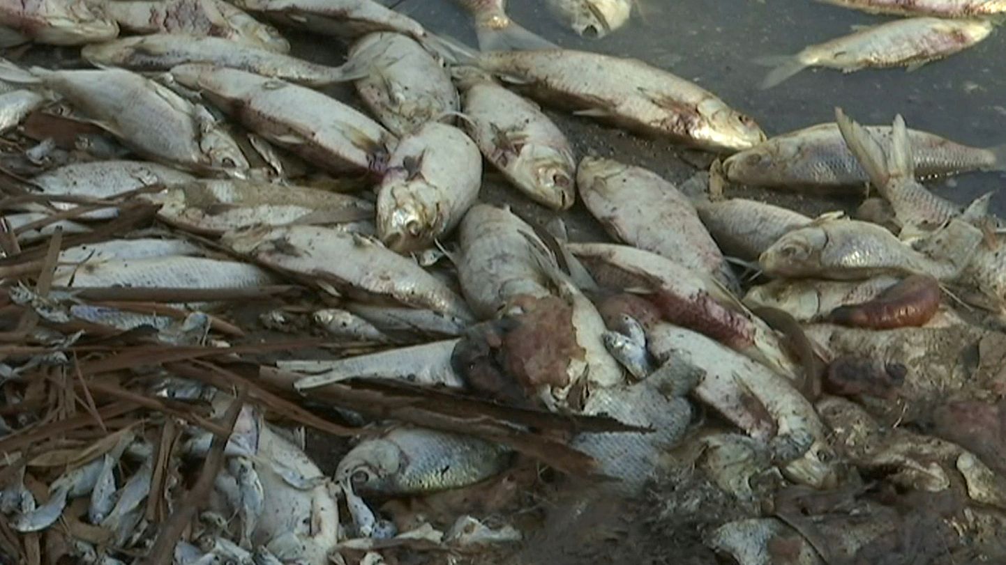 Surnud kalad hulpimas Darlingi jões Menindee linna lähedal Kagu-Austraalias.