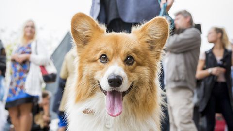 Галерея: звездные собаки участвовали в благотворительной акции