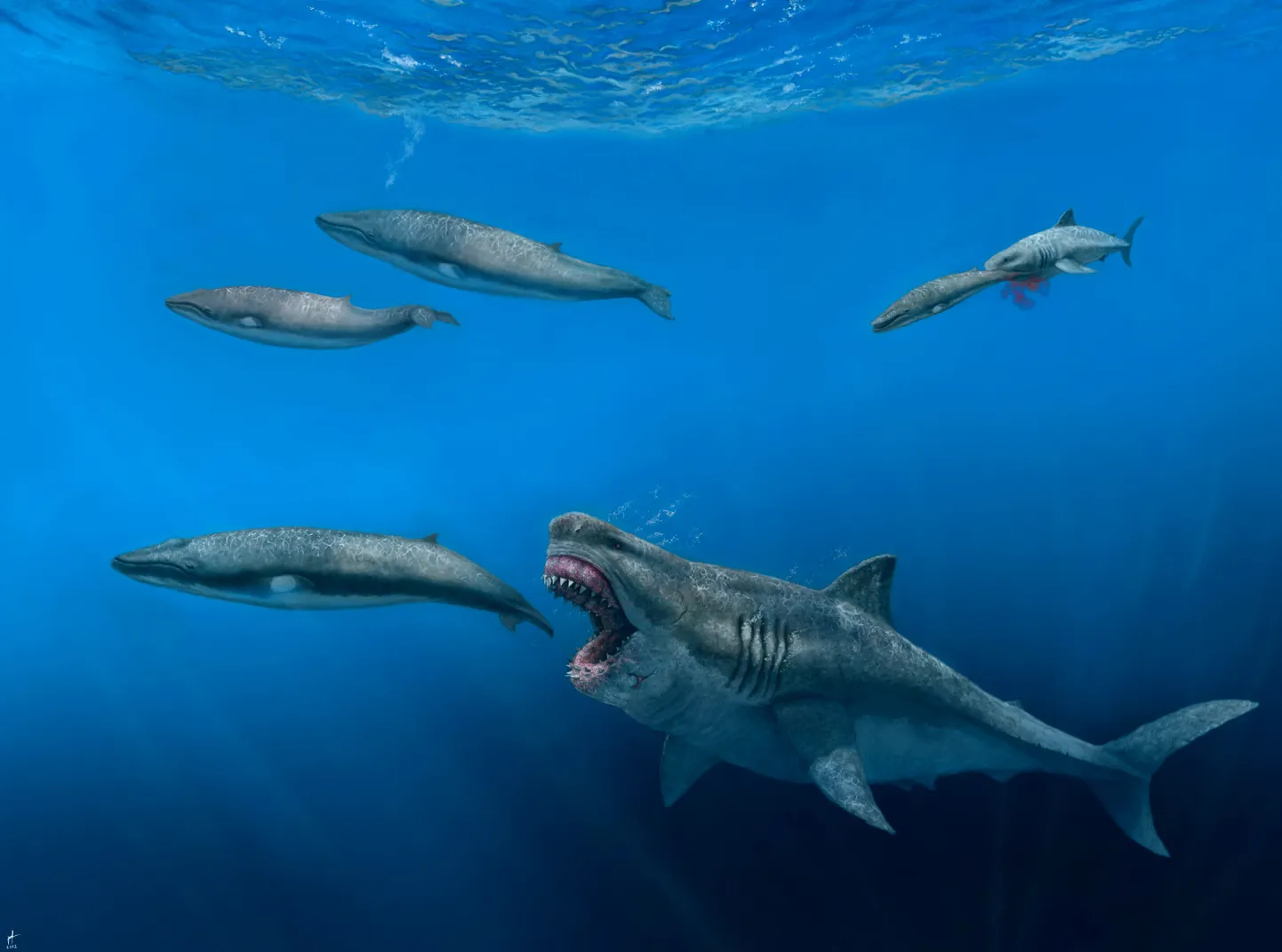 Illustreeriv pilt 16 meetri pikkusest megalodonist.
