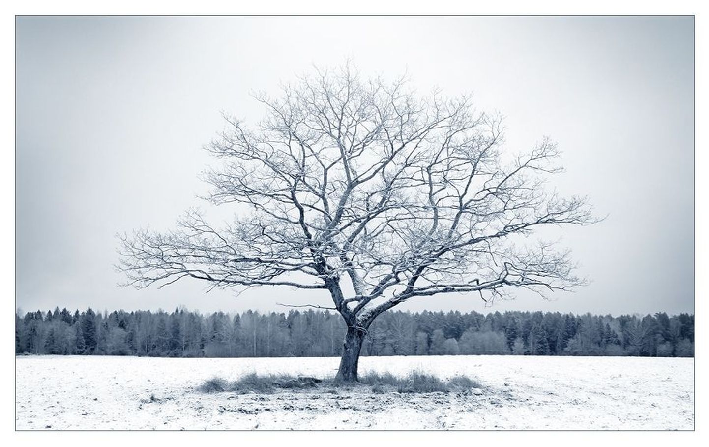 Külmunud puu Kernu vallas